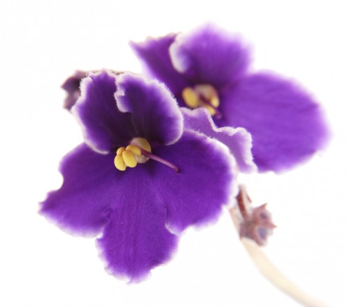 african violet (Saintpaulia) macro, isolated